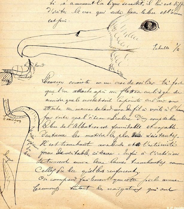 Albatros