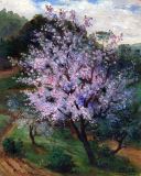 Prunus