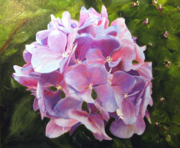 hortensia