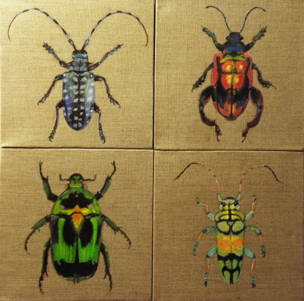Insectes