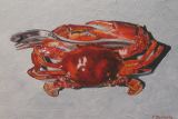 Crabe à couverts