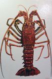 Palinurus elephas Fabricius 
