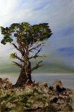 Arbre en plein vent