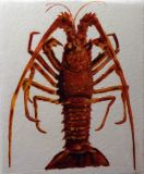 Petite langouste