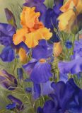 Les Iris