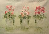 cyclamens