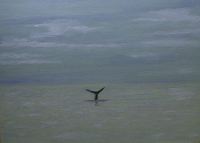 la baleine